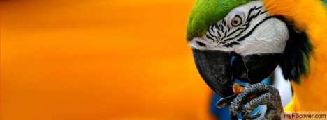 Orange Parrot Facebook Cover