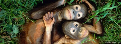Orangutan Babies Facebook Cover