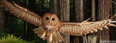 Owl Facebook Cover