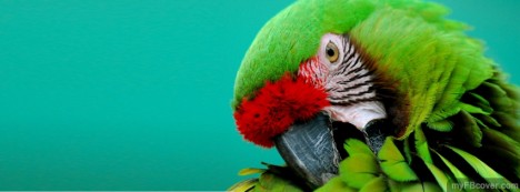 Parrot Facebook Cover