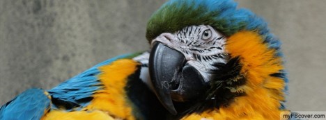 Parrot Facebook Cover
