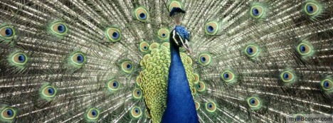 Peacock Facebook Cover