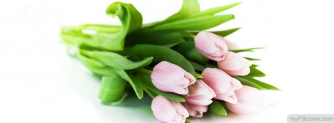 Pink Roses Facebook Cover