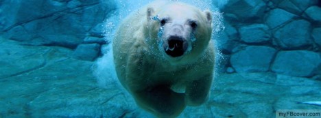 Polar Bear Swimming Facebook Cover