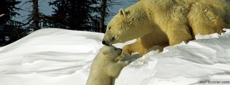 Polar Bear Mother and Child Facebook Cover