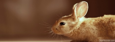 Rabbit Facebook Cover