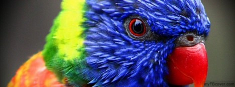 Rainbow Lorikeet Facebook Cover