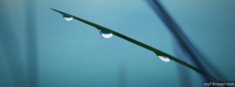 Raindrops on Grass Facebook Cover