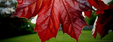 Red Maple Leaf Facebook Cover