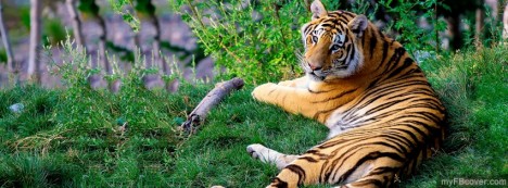 Resting Tiger Facebook Cover