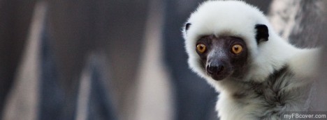 Sifika Perched Facebook Cover