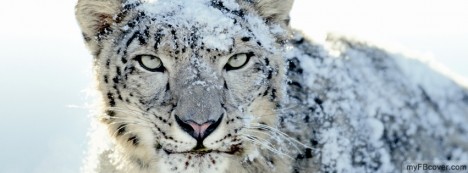 Snow Leopard Facebook Cover