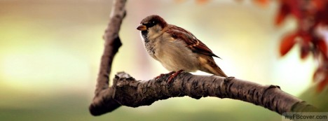 Sparrow Facebook Cover