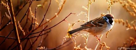 Sparrow Facebook Cover