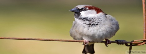 Sparrow Facebook Cover