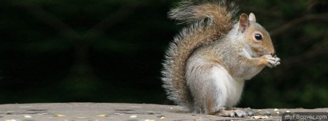 Squirrel Facebook Cover