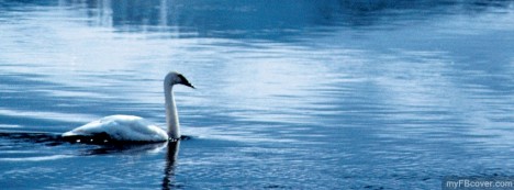 Swan Facebook Cover