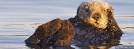 Swimming Otter Facebook Cover