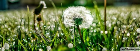 Taraxacum Facebook Cover
