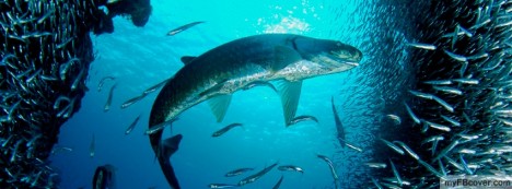 Tarpon and Silversides Facebook Cover