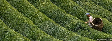 Tea Garden Facebook Cover