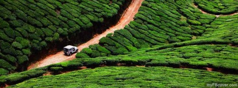 Tea Plantation Facebook Cover