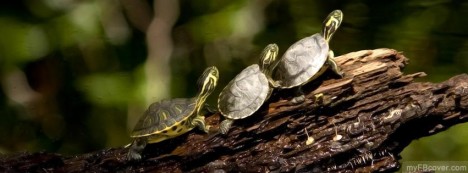 Three Turtles Facebook Cover
