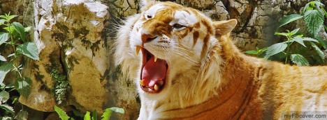 Tiger Facebook Cover