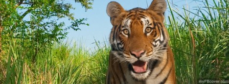 Tiger Facebook Cover