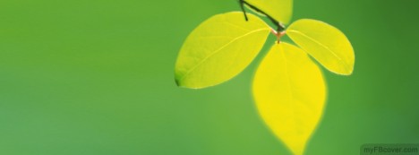 Tree Leaves Facebook Cover