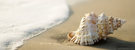 Whelk Shell Facebook Cover