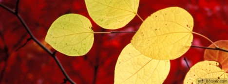 Yellow Leaves Facebook Cover