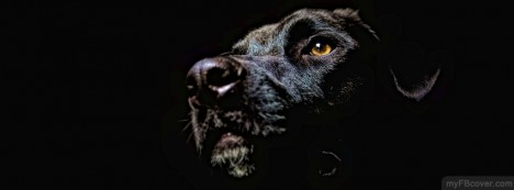 Black Dog Facebook Cover