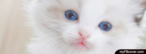 Cat Eyes Facebook Cover