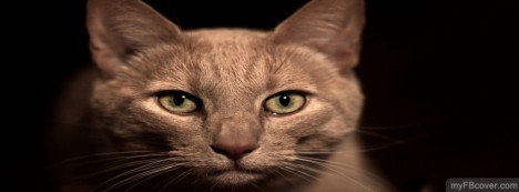 Cat in Dark Facebook Cover