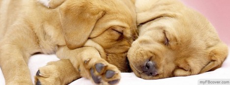 Cuddling Puppies Facebook Cover
