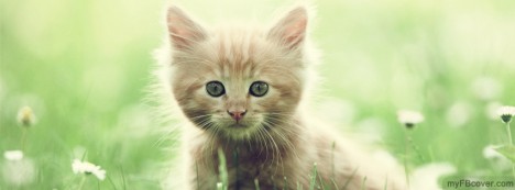 Cute Kitten Facebook Cover