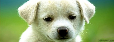 Cute Puppy Facebook Cover