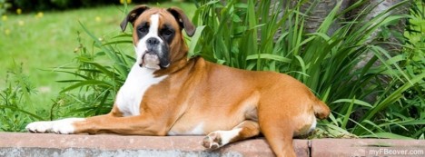 Dog Facebook Cover