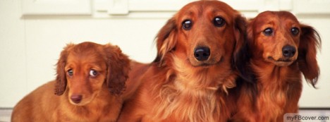 Dog Family Facebook Cover