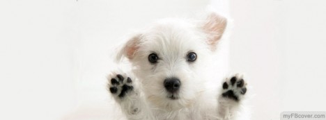 Doggy Facebook Cover