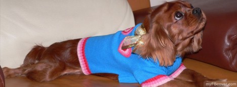 Doggy Facebook Cover