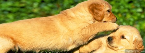 Puppies Playing Facebook Cover