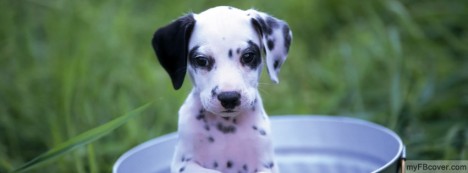 Puppy in bucket Facebook Cover
