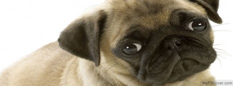 Sad Doggy Facebook Cover