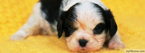 Sleepy Puppy Facebook Cover