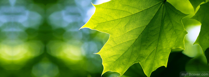 Green Leaf Facebook Cover | Timeline Cover | FB Cover