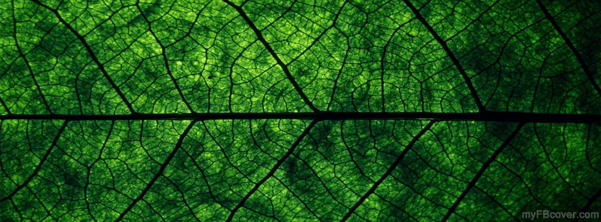 Leaf Facebook Cover | Timeline Cover | FB Cover